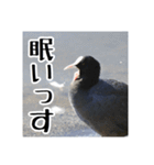 野鳥の日常スタンプ（個別スタンプ：40）