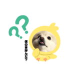 愛犬ポコの日常スタンプ（個別スタンプ：1）