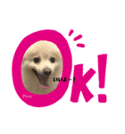 愛犬ポコの日常スタンプ（個別スタンプ：3）