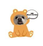 愛犬ポコの日常スタンプ（個別スタンプ：5）