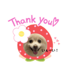 愛犬ポコの日常スタンプ（個別スタンプ：8）