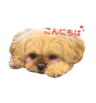 ペキプー蒼汰の万能スタンプ（個別スタンプ：1）