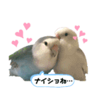 コザクラインコの空ちゃん with lovers（個別スタンプ：4）