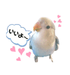 コザクラインコの空ちゃん with lovers（個別スタンプ：5）