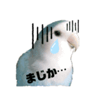 コザクラインコの空ちゃん with lovers（個別スタンプ：7）