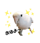コザクラインコの空ちゃん with lovers（個別スタンプ：12）
