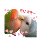コザクラインコの空ちゃん with lovers（個別スタンプ：13）