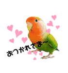 コザクラインコの空ちゃん with lovers（個別スタンプ：14）