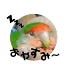 コザクラインコの空ちゃん with lovers（個別スタンプ：16）