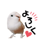 コザクラインコの空ちゃん with lovers（個別スタンプ：19）