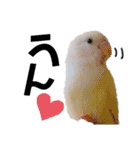 コザクラインコの空ちゃん with lovers（個別スタンプ：20）