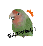 コザクラインコの空ちゃん with lovers（個別スタンプ：21）