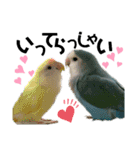 コザクラインコの空ちゃん with lovers（個別スタンプ：23）