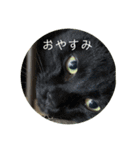 黒ラブと黒ネコの日常（個別スタンプ：5）