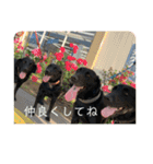 黒ラブと黒ネコの日常（個別スタンプ：12）