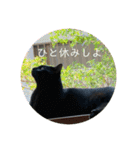 黒ラブと黒ネコの日常（個別スタンプ：13）