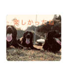 黒ラブと黒ネコの日常（個別スタンプ：15）