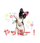 くぅちゃんライフ♪（個別スタンプ：7）