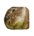 関西弁のチャチャ（個別スタンプ：1）