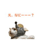 猫(くー)（個別スタンプ：1）