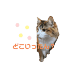 猫(くー)（個別スタンプ：2）