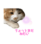 猫(くー)（個別スタンプ：3）