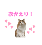 猫(くー)（個別スタンプ：4）