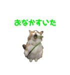 猫(くー)（個別スタンプ：5）