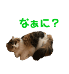 猫(くー)（個別スタンプ：6）