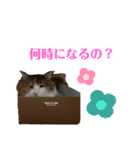 猫(くー)（個別スタンプ：7）