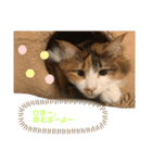 猫(くー)（個別スタンプ：8）