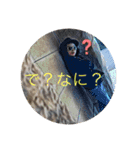 ティンパのスタンプ（個別スタンプ：3）