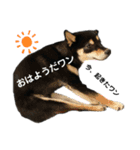 ごん太 日常スタンプ②（個別スタンプ：7）