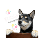ごん太 日常スタンプ②（個別スタンプ：13）