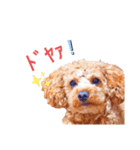 犬（トイプードル）スタンプ（個別スタンプ：1）