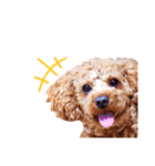 犬（トイプードル）スタンプ（個別スタンプ：2）