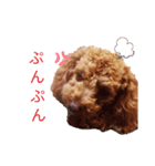 犬（トイプードル）スタンプ（個別スタンプ：4）