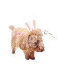 犬（トイプードル）スタンプ（個別スタンプ：5）