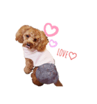 犬（トイプードル）スタンプ（個別スタンプ：6）