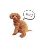 犬（トイプードル）スタンプ（個別スタンプ：7）