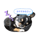柴・チワワ・うさぎ（個別スタンプ：1）