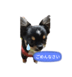 柴・チワワ・うさぎ（個別スタンプ：2）