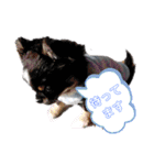 柴・チワワ・うさぎ（個別スタンプ：4）