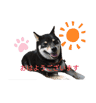 柴・チワワ・うさぎ（個別スタンプ：5）
