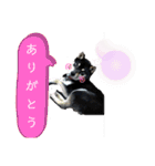 柴・チワワ・うさぎ（個別スタンプ：8）