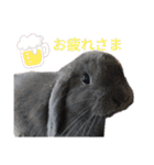 柴・チワワ・うさぎ（個別スタンプ：11）