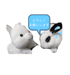 柴・チワワ・うさぎ（個別スタンプ：12）