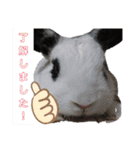 柴・チワワ・うさぎ（個別スタンプ：13）