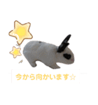 柴・チワワ・うさぎ（個別スタンプ：14）