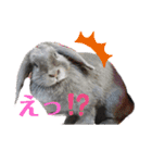柴・チワワ・うさぎ（個別スタンプ：15）